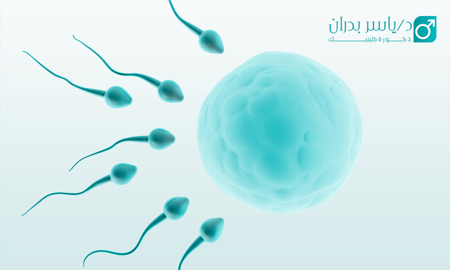 ما هو السائل المنوي - كم عدد الحيوانات المنوية الطبيعي